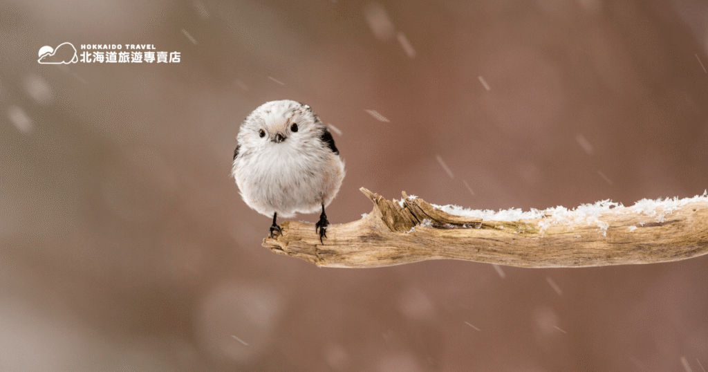 Hokkaido bird (1)