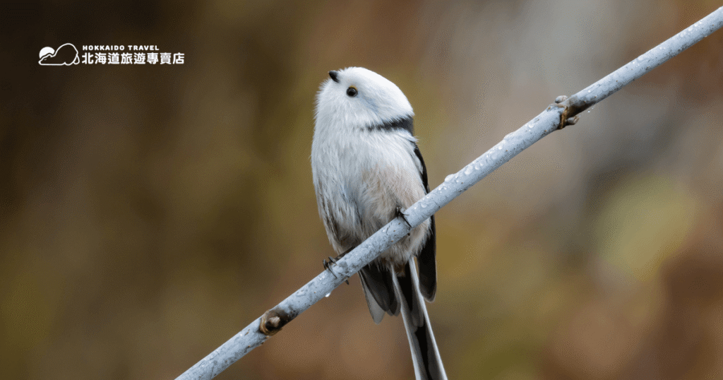 Hokkaido bird (2)