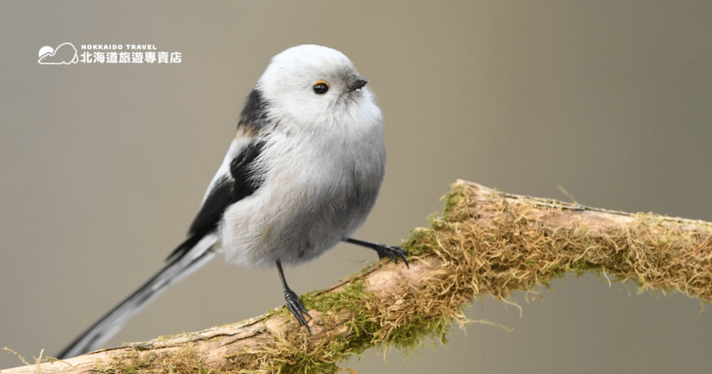 Hokkaido bird (3)