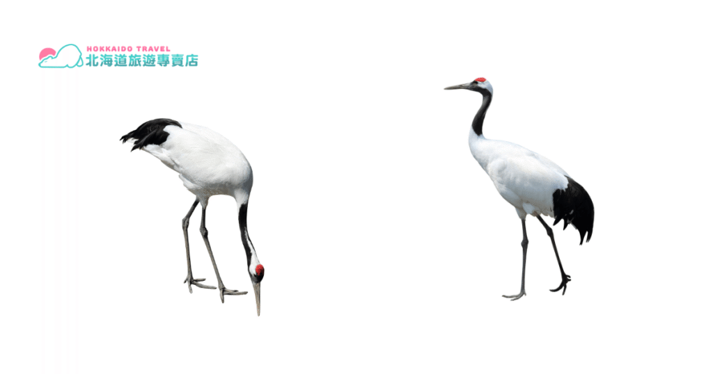 Red crowned crane 1