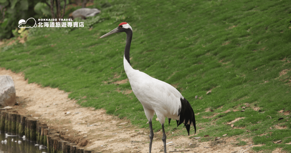 Red crowned crane 2