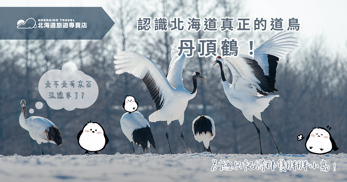 提到北海道道鳥，許多人腦海裡浮現的可能是那隻圓滾滾的長尾山雀。但真正象徵北海道精神的道鳥，其實是優雅高貴的丹頂鶴！丹頂鶴不僅是生態保育的焦點，更承載著長壽與吉祥的文化意涵。想深入理解北海道，就跟著北海道旅遊專賣店一起認識丹頂鶴吧！