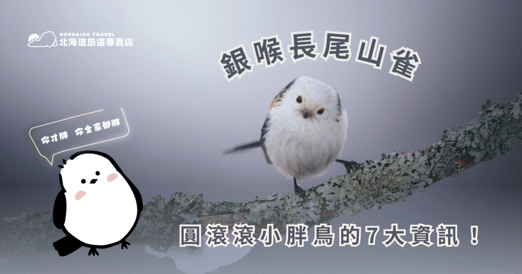 銀喉長尾山雀圓滾滾的小身形和長長尾巴,萌翻了無數生態愛好者、攝影控及旅客。想要更了解這隻小東西嗎?儘管不是鳥類專家,但北海道旅遊專賣店整理了各大鳥類資訊平台,從銀喉長尾山雀的形態特徵、分布棲息、行為習性到保育情況,一窺銀喉長尾山雀的七大資訊!