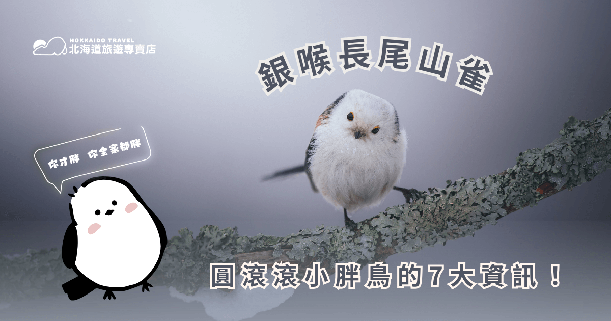 銀喉長尾山雀圓滾滾的小身形和長長尾巴，萌翻了無數生態愛好者、攝影控及旅客。想要更了解這隻小東西嗎？儘管不是鳥類專家，但北海道旅遊專賣店整理了各大鳥類資訊平台，從銀喉長尾山雀的形態特徵、分布棲息、行為習性到保育情況，一窺銀喉長尾山雀的七大資訊！