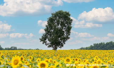 北龍町向日葵之里