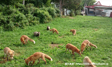 北見狐狸村