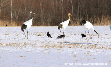 丹頂鶴國際中心