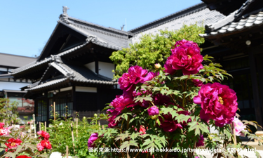 鰊御殿小樽貴賓館(繡球花季)